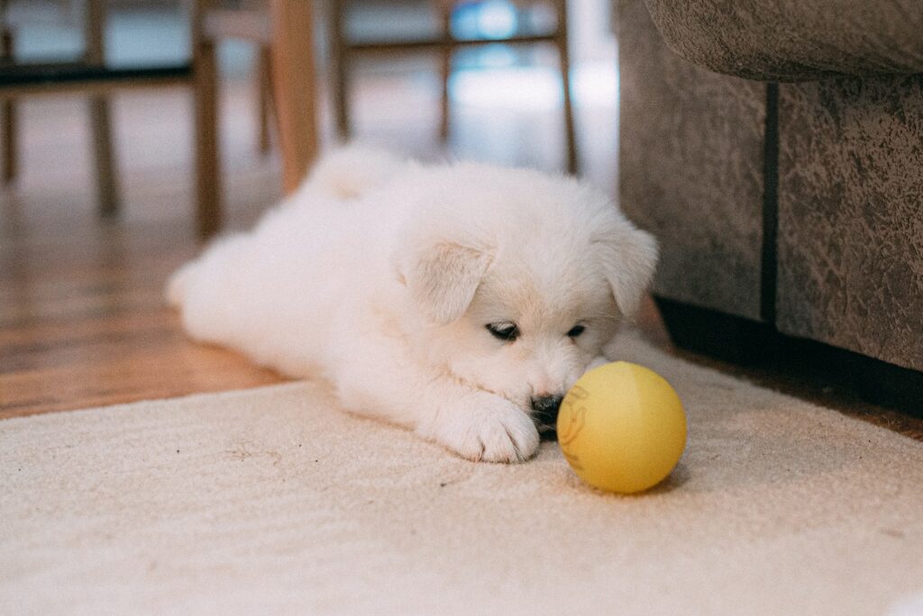 Seek professional help for pet stains removal from carpets